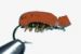 TERRESTRIAL Beetle Brown Dry Foam  - 1 dozen
